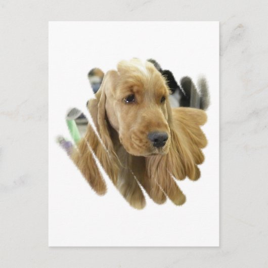 Cocker Spaniel Puppy Dog Briefkaart (Voorkant)