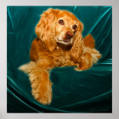 Cocker Spaniel Puppy Dog Poster (Voorkant)