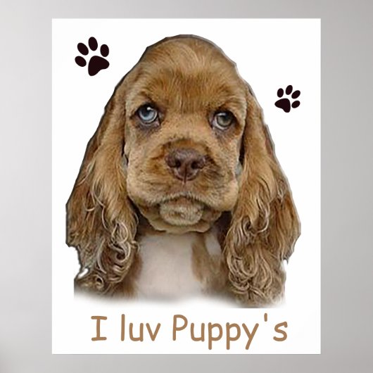 Cocker spaniel puppy poster (Voorkant)