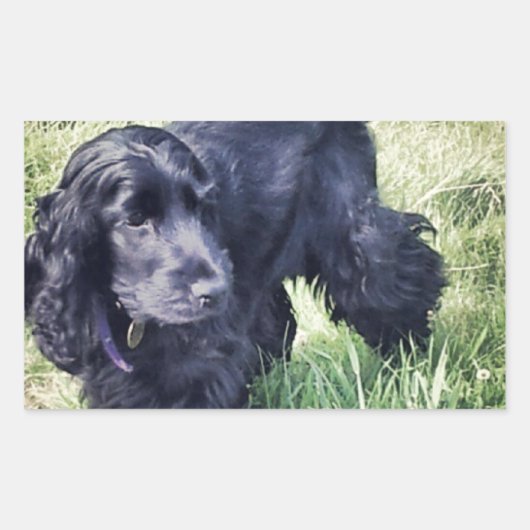 Cocker Spaniel Puppy Rechthoekige Sticker (Voorkant)