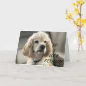 COCKER SPANIEL PUPPY WISHEERT U HAPPY BIRTHDAY KAA KAART (Gele Bloem)