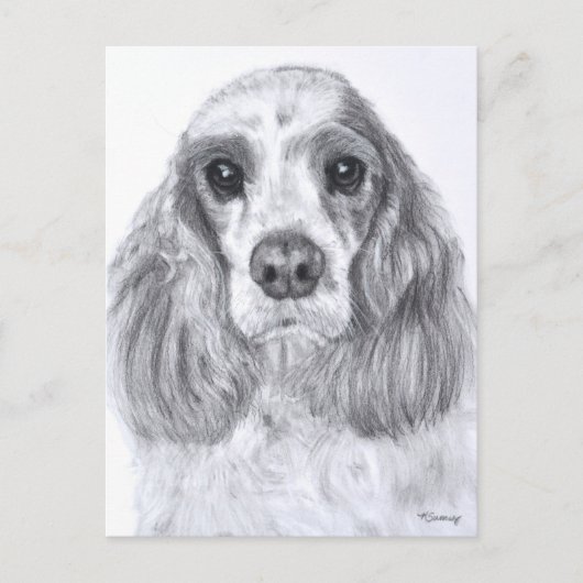 Cocker Spaniel Red White Briefkaart (Voorkant)