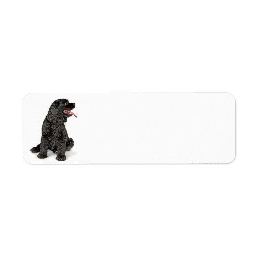 Cocker Spaniel retour adres label (Voorkant)