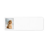 Cocker Spaniel Return Address Labels (Voorkant)