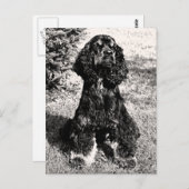 Cocker Spaniel Sketch Briefkaart (Voorkant / Achterkant)