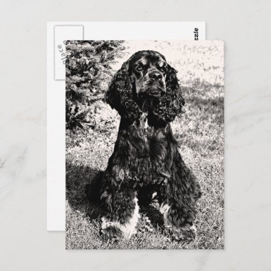 Cocker Spaniel Sketch Briefkaart (Voorkant / Achterkant)