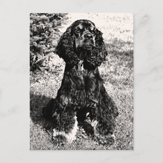Cocker Spaniel Sketch Briefkaart (Voorkant)