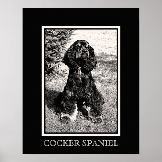 Cocker Spaniel Sketch Poster (Voorkant)