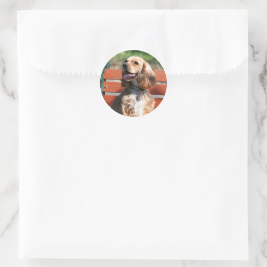 Cocker Spaniel stickers (Tas)