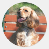 Cocker Spaniel stickers (Voorkant)