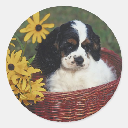 Cocker Spaniel-Stickers Ronde Sticker (Voorkant)