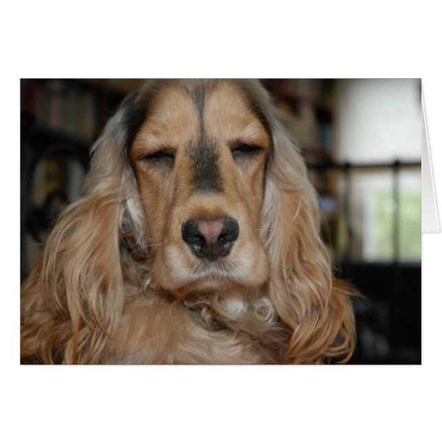 Cocker Spaniel Sushi (Voorkant Horizontaal)