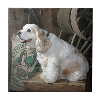 Cocker Spaniel Tegeltje