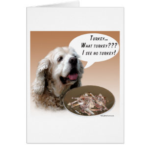 Cocker Spaniel Turkije