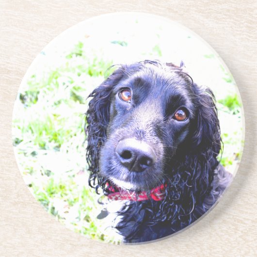 Cocker Spaniel Zandsteen Onderzetter (Voorkant)