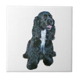 Cocker Spaniel - Zwart #2 Tegeltje