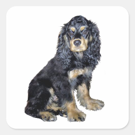 Cocker Spaniel (zwart en bruin) Vierkante Sticker (Voorkant)