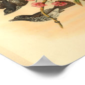 Cockerells Fantail Flycatcher Bird  Print (Hoek)