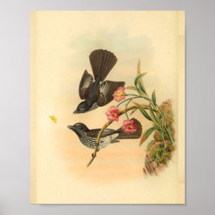 Cockerells Fantail Flycatcher Bird Print