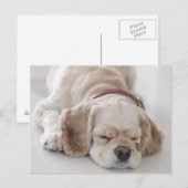 Cockerhond slaapt briefkaart (Voorkant / Achterkant)