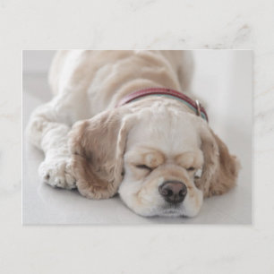 Cockerhond slaapt briefkaart