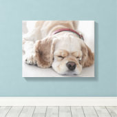Cockerhond slaapt canvas afdruk (Insitu (Houten vloer))