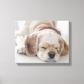 Cockerhond slaapt canvas afdruk (Voorkant)