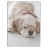 Cockerhond slaapt klembord (Achterkant)