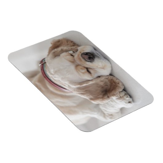 Cockerhond slaapt magneet (Rechterzijde)