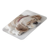 Cockerhond slaapt magneet (Linkerzijde)