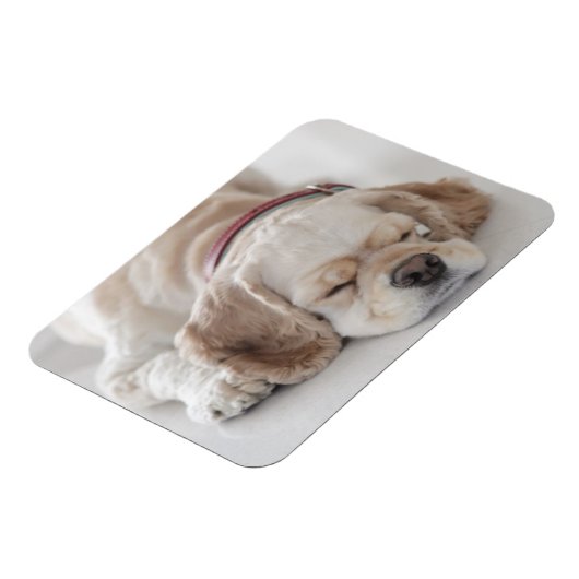 Cockerhond slaapt magneet (Linkerzijde)