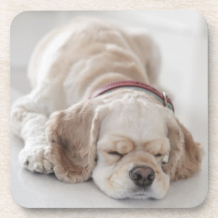 Cockerhond slaapt onderzetter