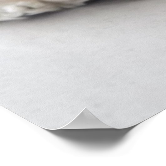 Cockerhond slaapt poster (Hoek)