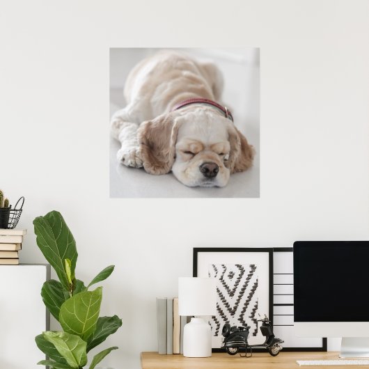 Cockerhond slaapt poster (Thuiskantoor)