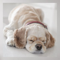 Cockerhond slaapt