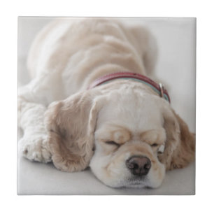 Cockerhond slaapt tegeltje