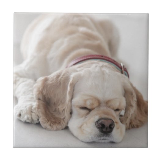 Cockerhond slaapt tegeltje (Voorkant)