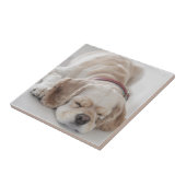Cockerhond slaapt tegeltje (Zijkant)