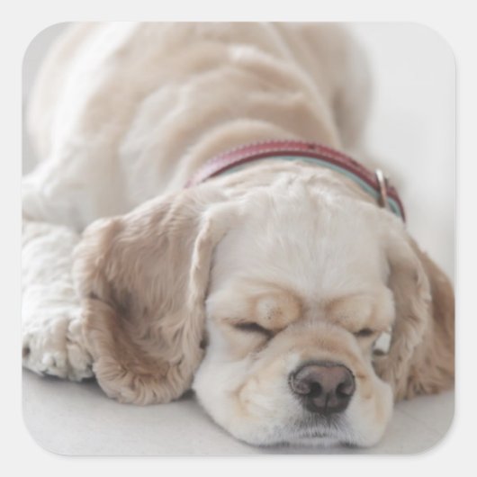 Cockerhond slaapt vierkante sticker (Voorkant)