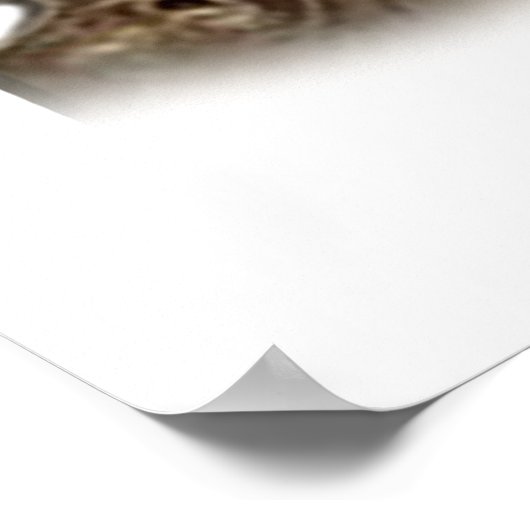 Cockerpanielpuppy Poster (Hoek)