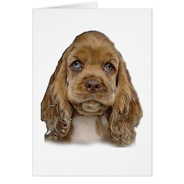 Cockerspaniel (Voorkant)