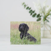 cockerspaniel briefkaart (Staand voorkant)