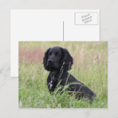 cockerspaniel briefkaart (Voorkant / Achterkant)