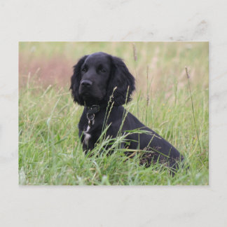 cockerspaniel briefkaart