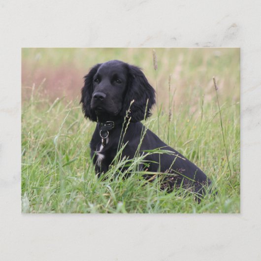 cockerspaniel briefkaart (Voorkant)
