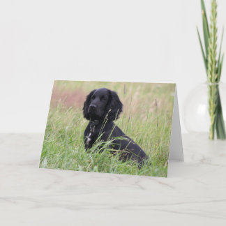 Cockerspaniel Kaart