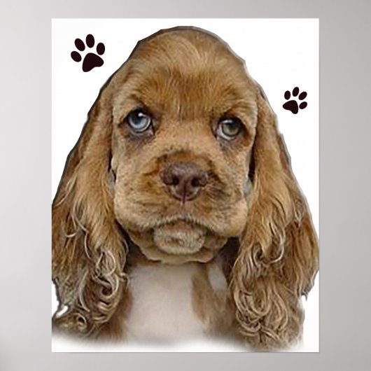 Cockerspaniel Poster (Voorkant)