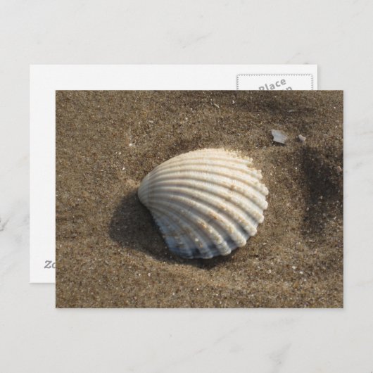 Cockle Shell Briefkaart (Voorkant / Achterkant)