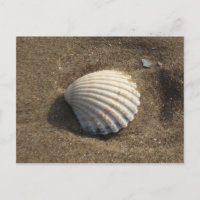 Cockle Shell