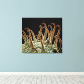 Cocklebur (Xanthium) zaden gebruiken haken om zich Canvas Afdruk (Insitu (Houten vloer))